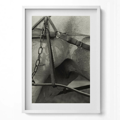 Obraz pionowy Zbliżenie na uprząż konia