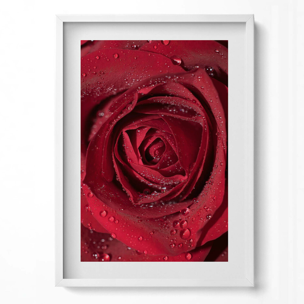 Obraz pionowy Zbliżenie na czerwoną róże w rosie