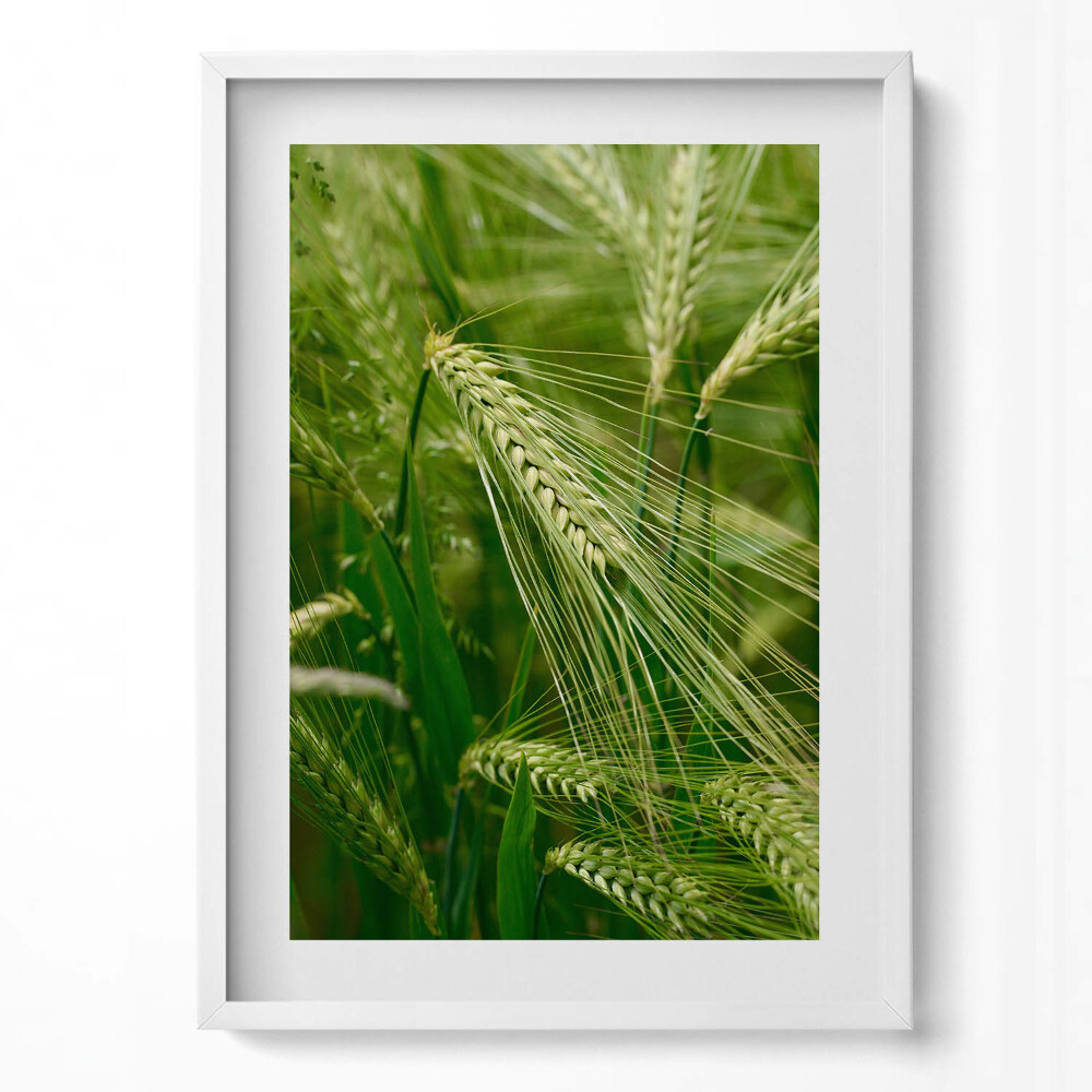 Obraz pionowy Kłosy traw latem