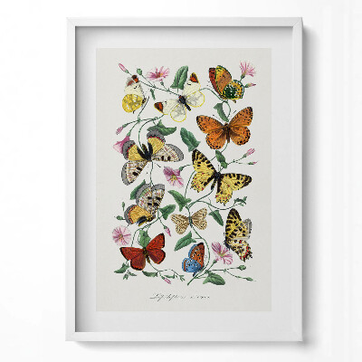 Obraz pionowy Vintage stary plakat motyli