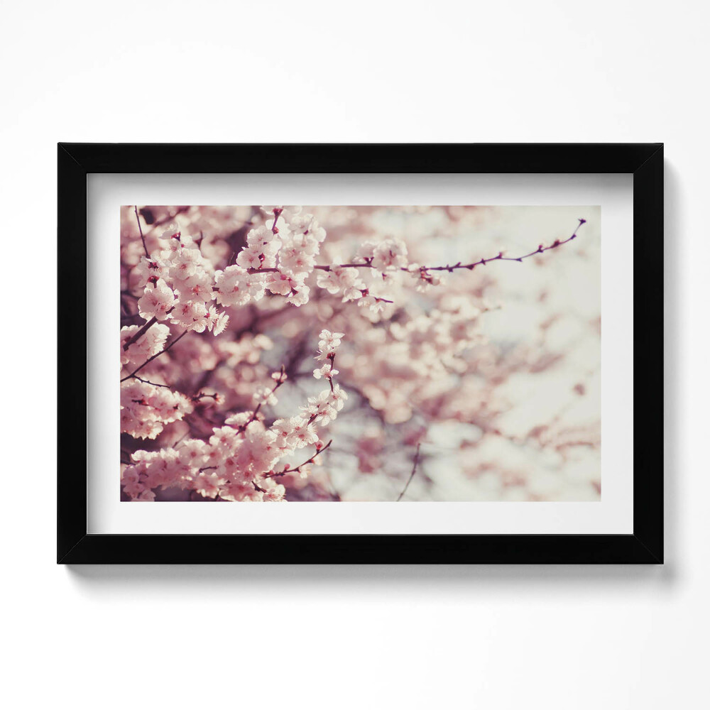 Obraz w ramie Kwitnienie wiosennych kwiatów