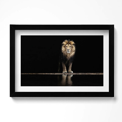 Obraz w ramie Samotne zwierzę dziki lew