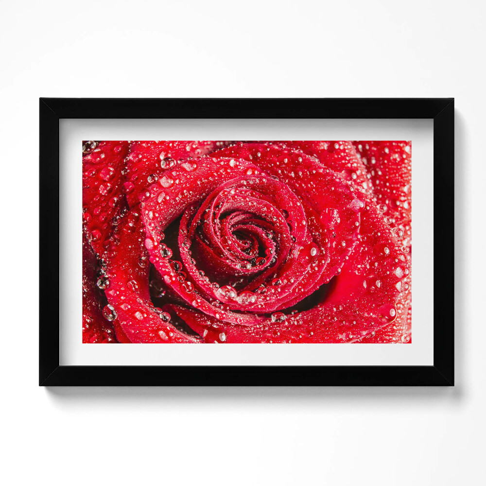 Obraz w ramie Rosa na płatkach czerwonej róży