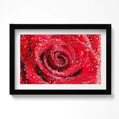Obraz w ramie Rosa na płatkach czerwonej róży