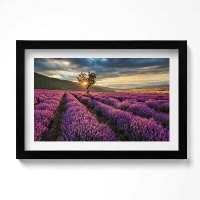 Obraz w ramie Pejzaż pola lawendy