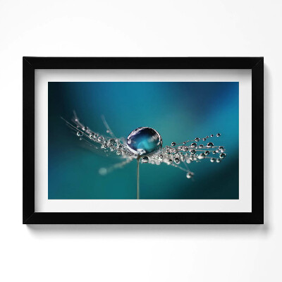 Obraz w ramie Kropla rosy na dmuchawcu