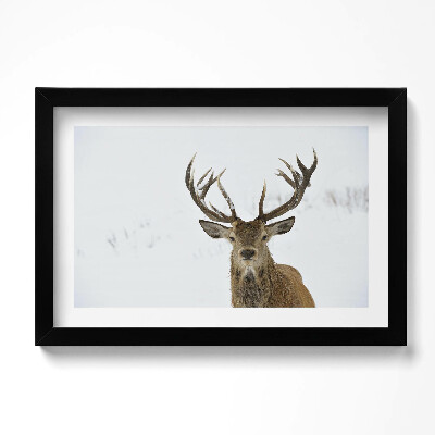Obraz w ramie Dostojne zwierzę jeleń