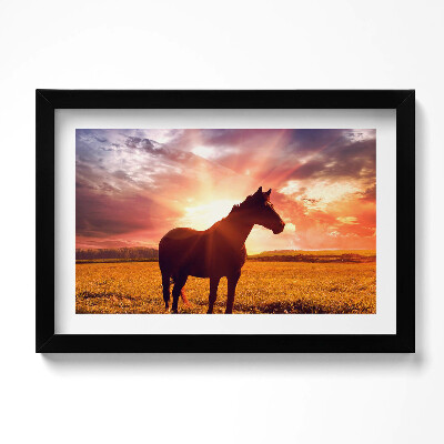 Obraz w ramie Koń na polu o zachodzi słońca