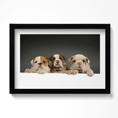 Obraz w ramie Trzy szczeniaki pieski