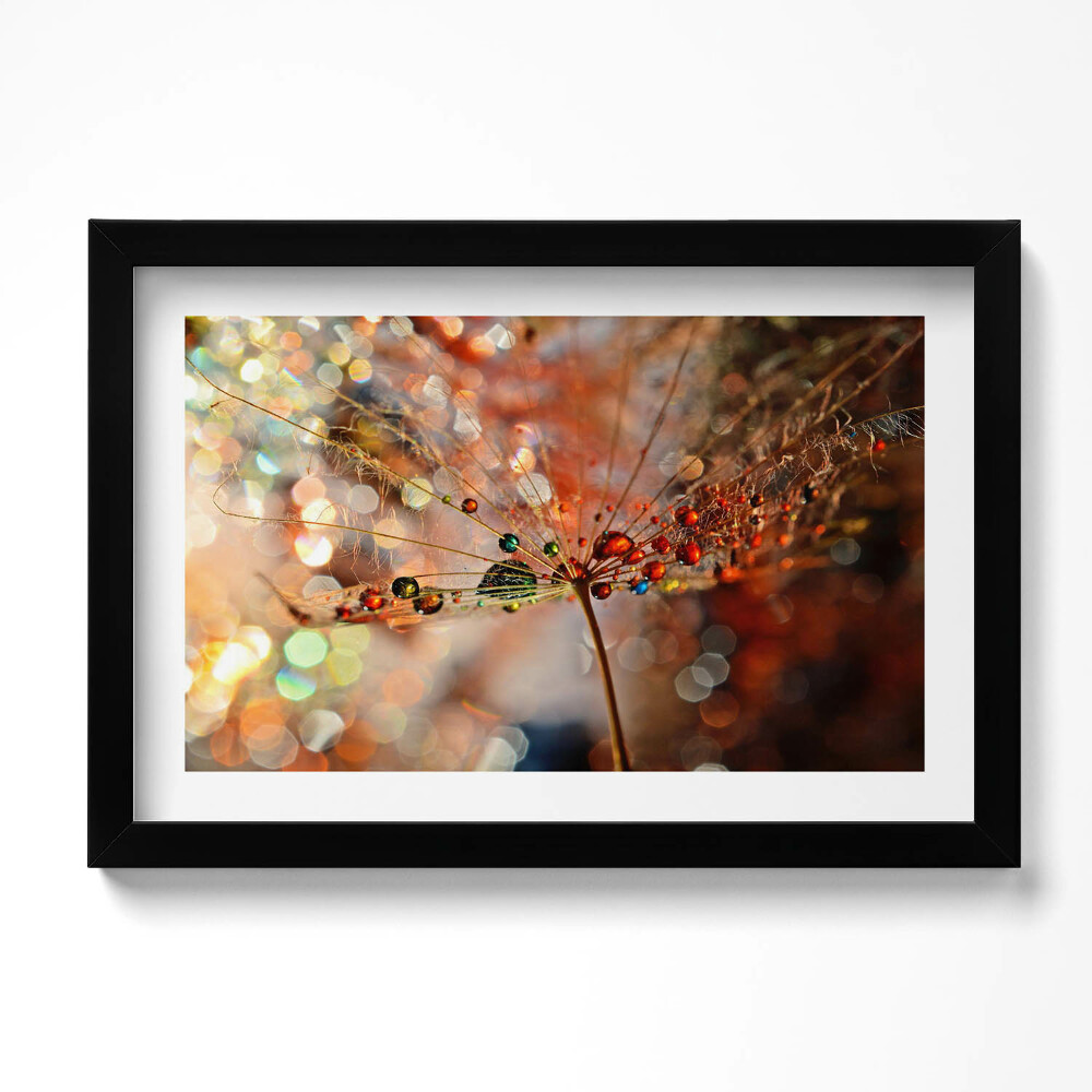 Obraz w ramie Dmuchawiec i rosa