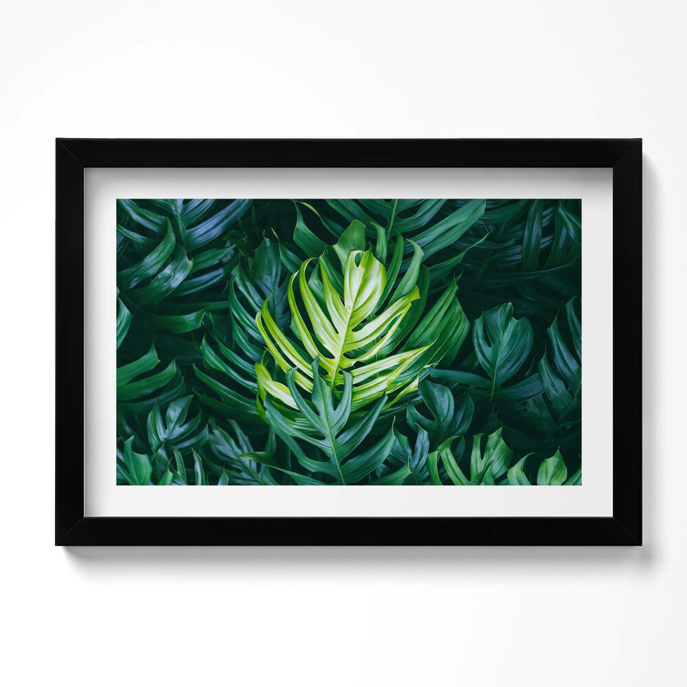 Obraz w ramie Tropikalna natura - liście monstery