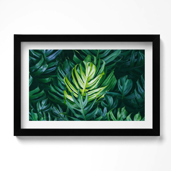 Obraz w ramie Tropikalna natura - liście monstery