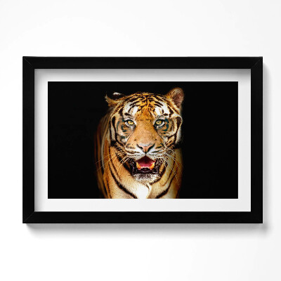 Obraz w ramie Wyrazisty dziki kot tygrys