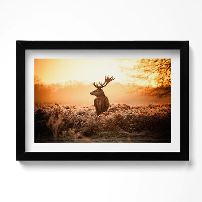 Obraz w ramie Jeleń o wschodzie słońca
