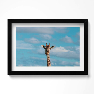 Obraz w ramie Głowa żyrafy na tle nieba