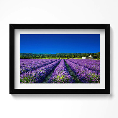 Obraz w ramie Pole lawendy w Prowansji