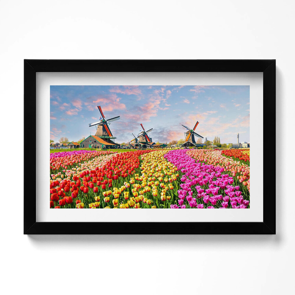 Obraz w ramie Krajobraz z tulipanami Holandia
