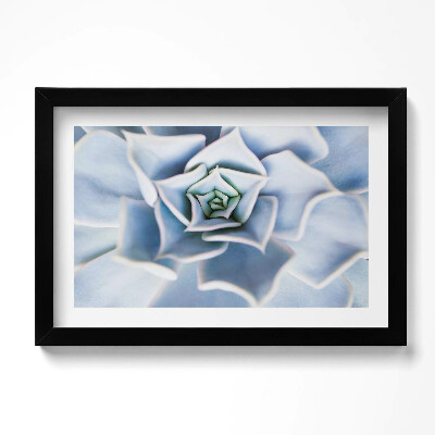 Obraz w ramie Roślina kwiat