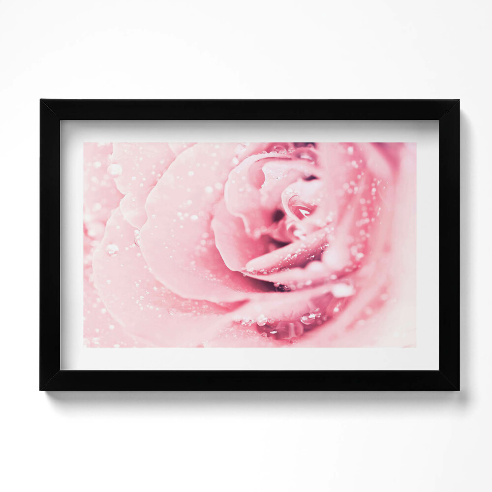 Obraz w ramie Krople rosy i kwiat róży