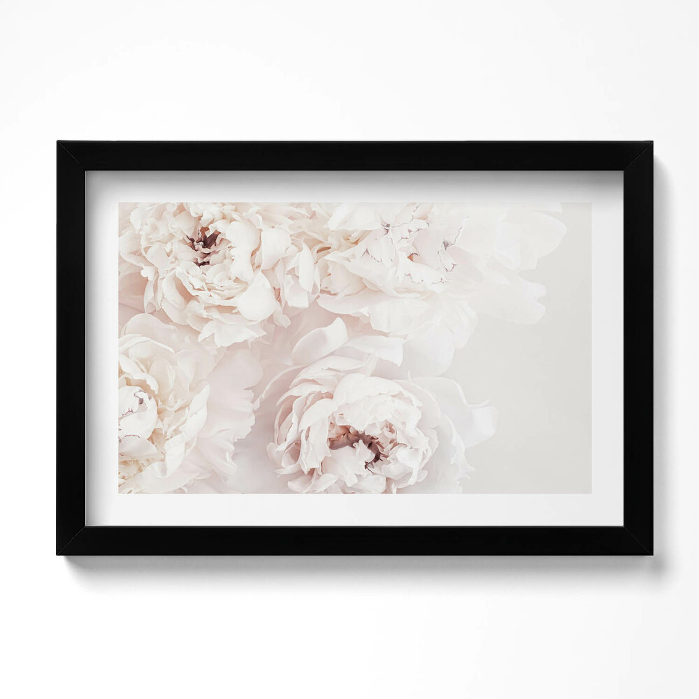 Obraz w ramie Pastelowe piwonie