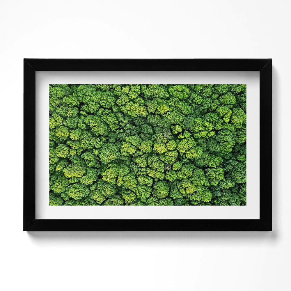 Obraz w ramie Natura rośliny mech