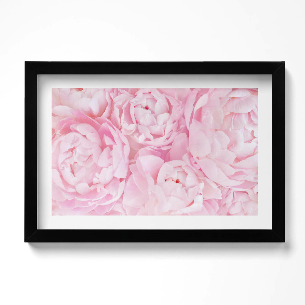 Obraz w ramie Delikatne piwonie