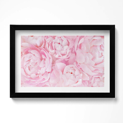 Obraz w ramie Delikatne piwonie