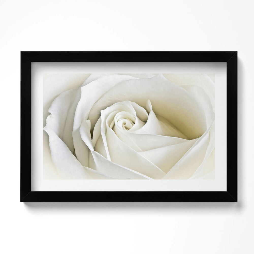 Obraz w ramie Delikatne płatki białej róży