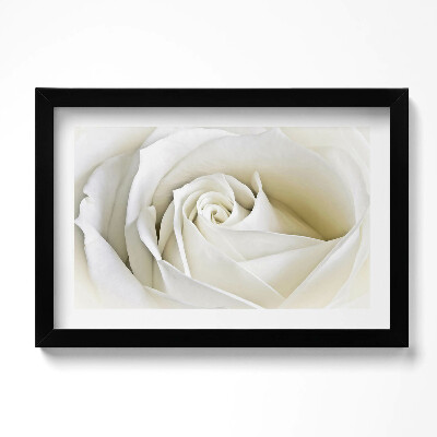 Obraz w ramie Delikatne płatki białej róży
