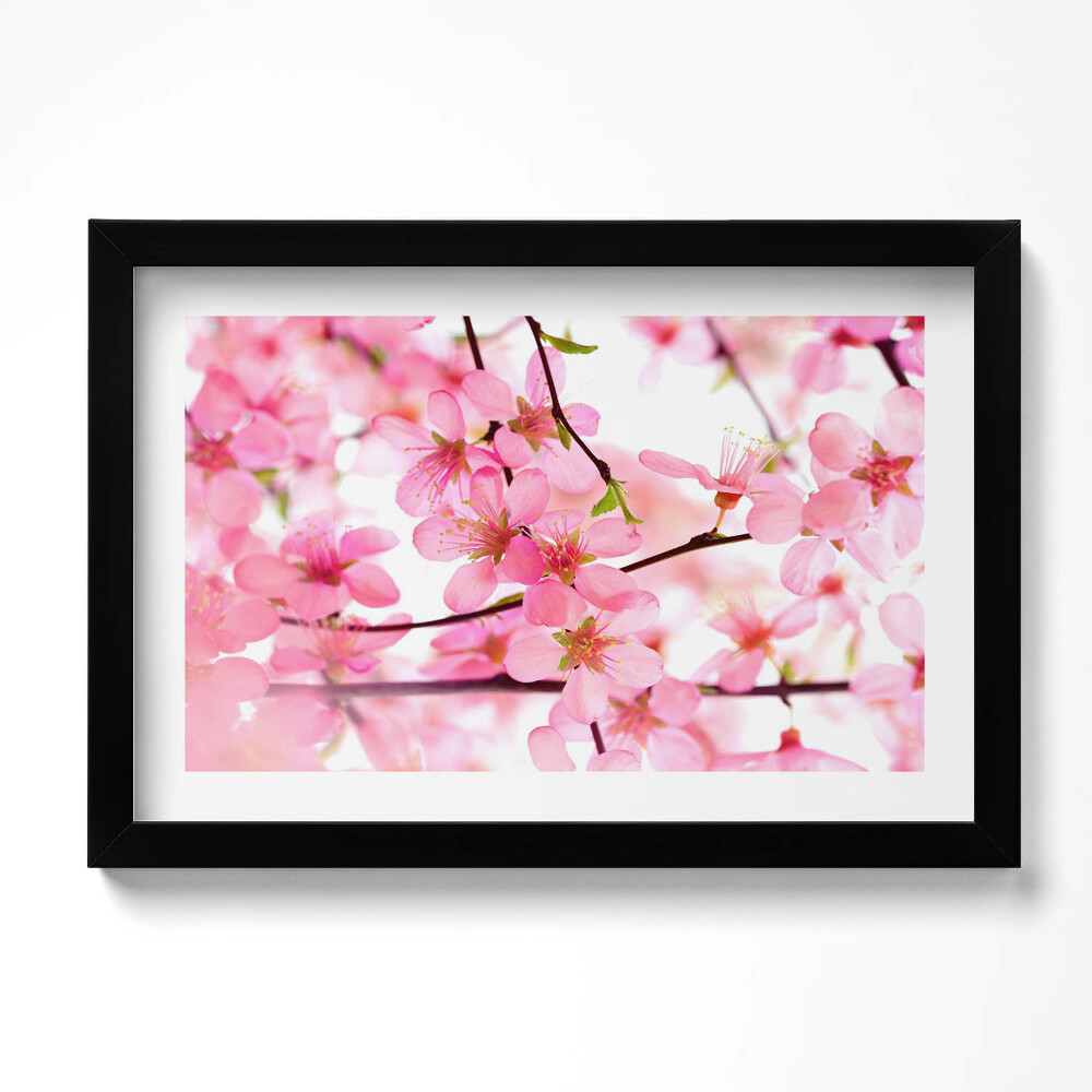 Obraz w ramie Różowe wiosenne kwiaty na gałęziach