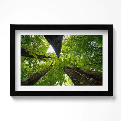 Obraz w ramie Zielone liściaste drzewa