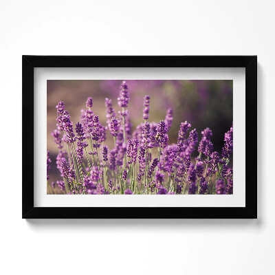 Obraz w ramie Łąka kwiatów lawendy