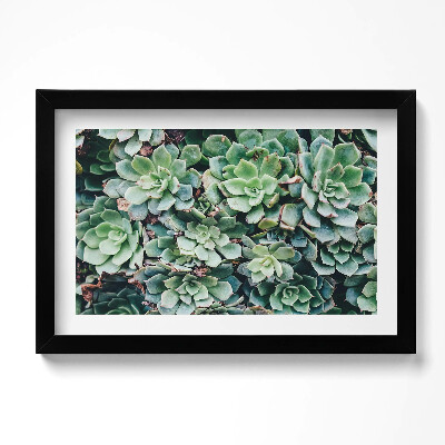 Obraz w ramie Zielone rośliny sukulenty