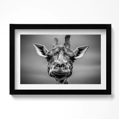 Obraz w ramie Czarno-biała głowa żyrafy