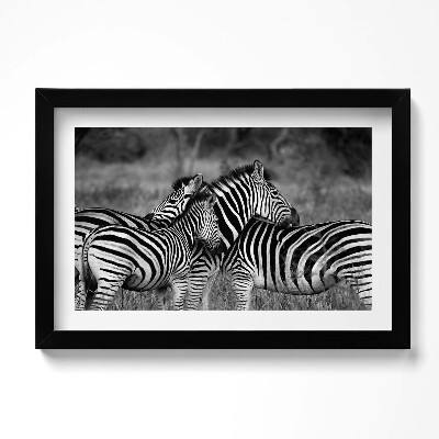 Obraz w ramie Przytulające się zebry