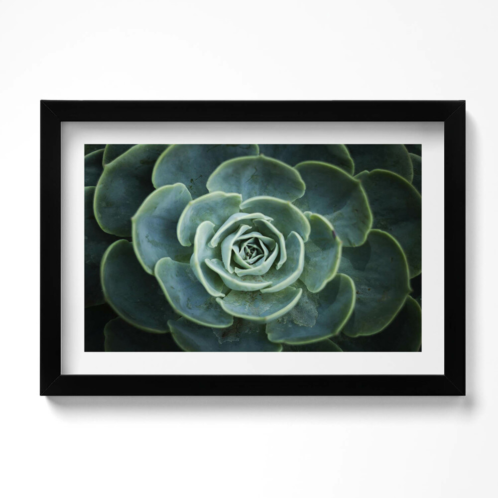 Obraz w ramie Zielona roślina sukulent