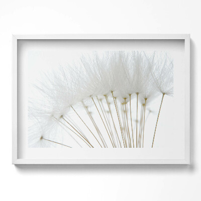 Obraz w ramie Białe dmuchawce