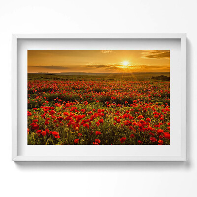 Obraz w ramie Pejzaż łąki kwiatów maków