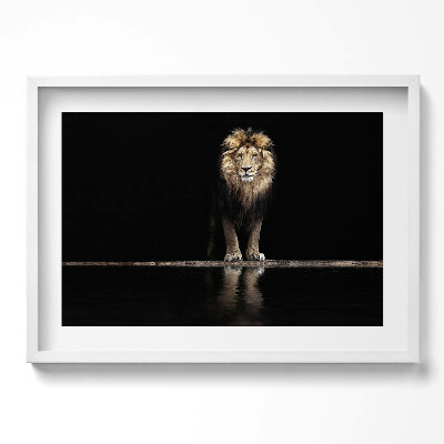 Obraz w ramie Samotne zwierzę dziki lew