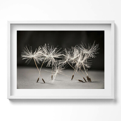 Obraz w ramie Delikatne pyłki dmuchawca