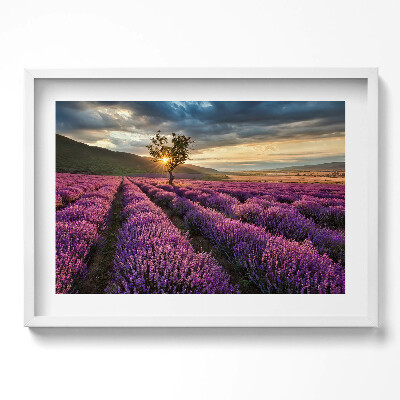 Obraz w ramie Pejzaż pola lawendy