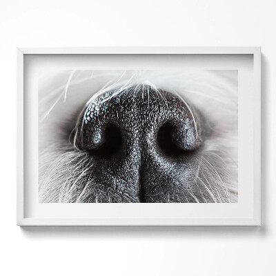 Obraz w ramie Zbliżenie na zwierzęcy nos