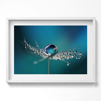 Obraz w ramie Kropla rosy na dmuchawcu