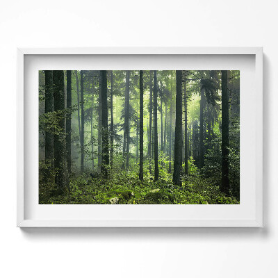 Obraz w ramie Pejzaż drzew i roślinności lasu