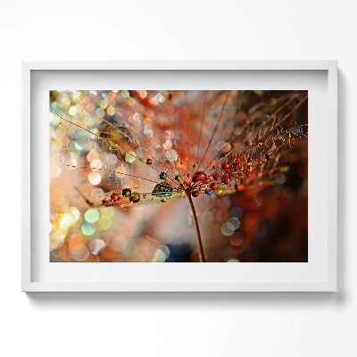 Obraz w ramie Dmuchawiec i rosa