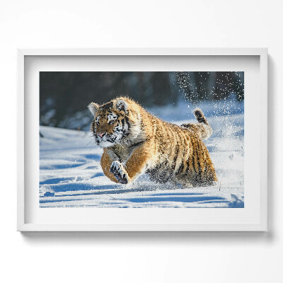 Obraz w ramie Puchaty tygrys w śniegu