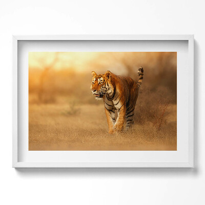 Obraz w ramie Dziki tygrys na polowaniu