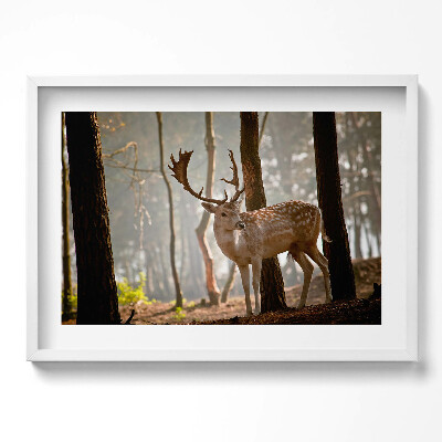 Obraz w ramie Jeleń w blasku wschodzącego słońca