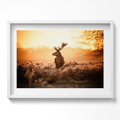 Obraz w ramie Jeleń o wschodzie słońca