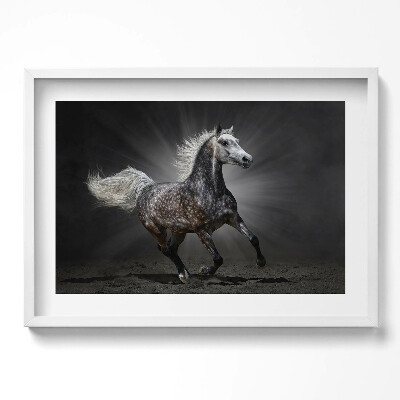 Obraz w ramie Galopujący koń